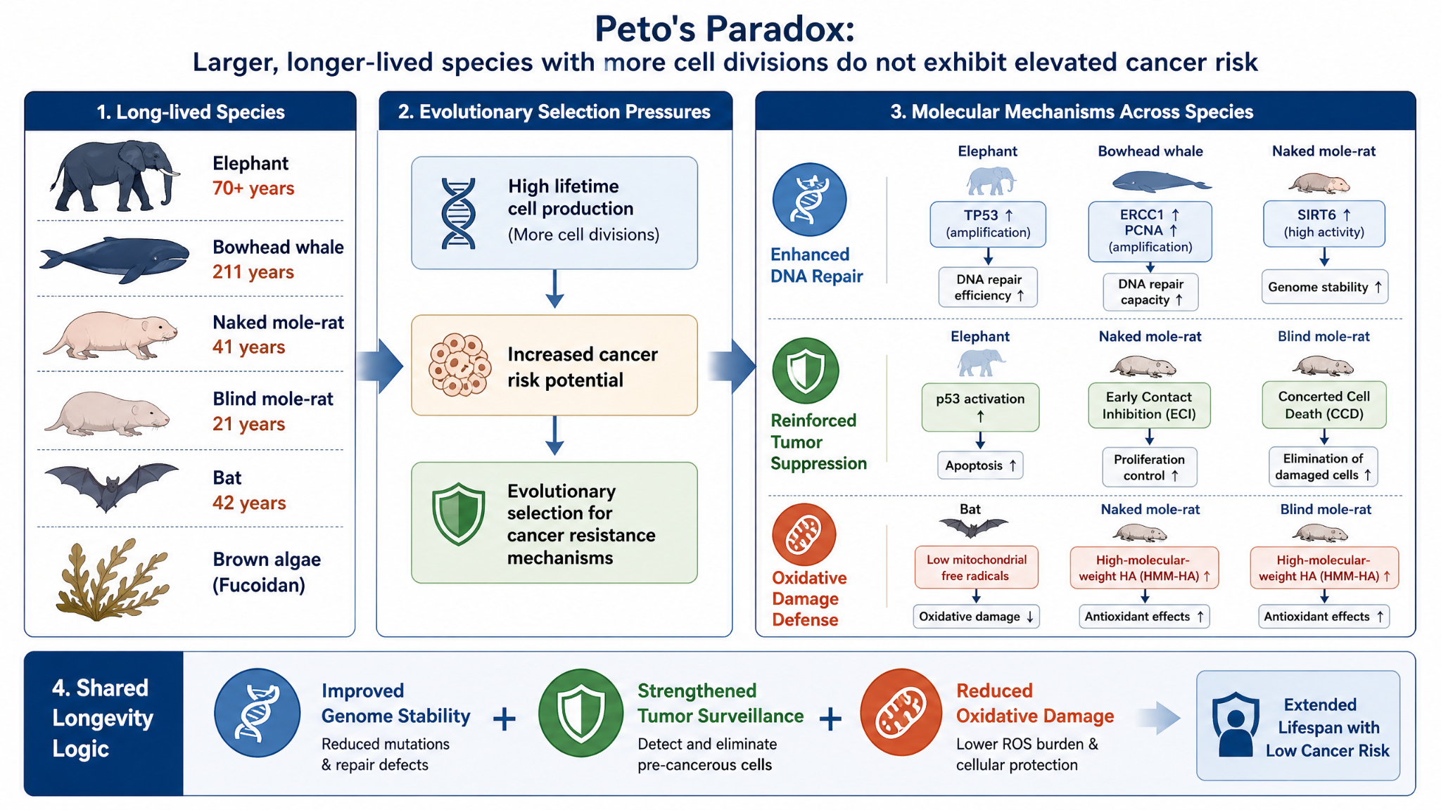 长寿物种与癌症风险机制图