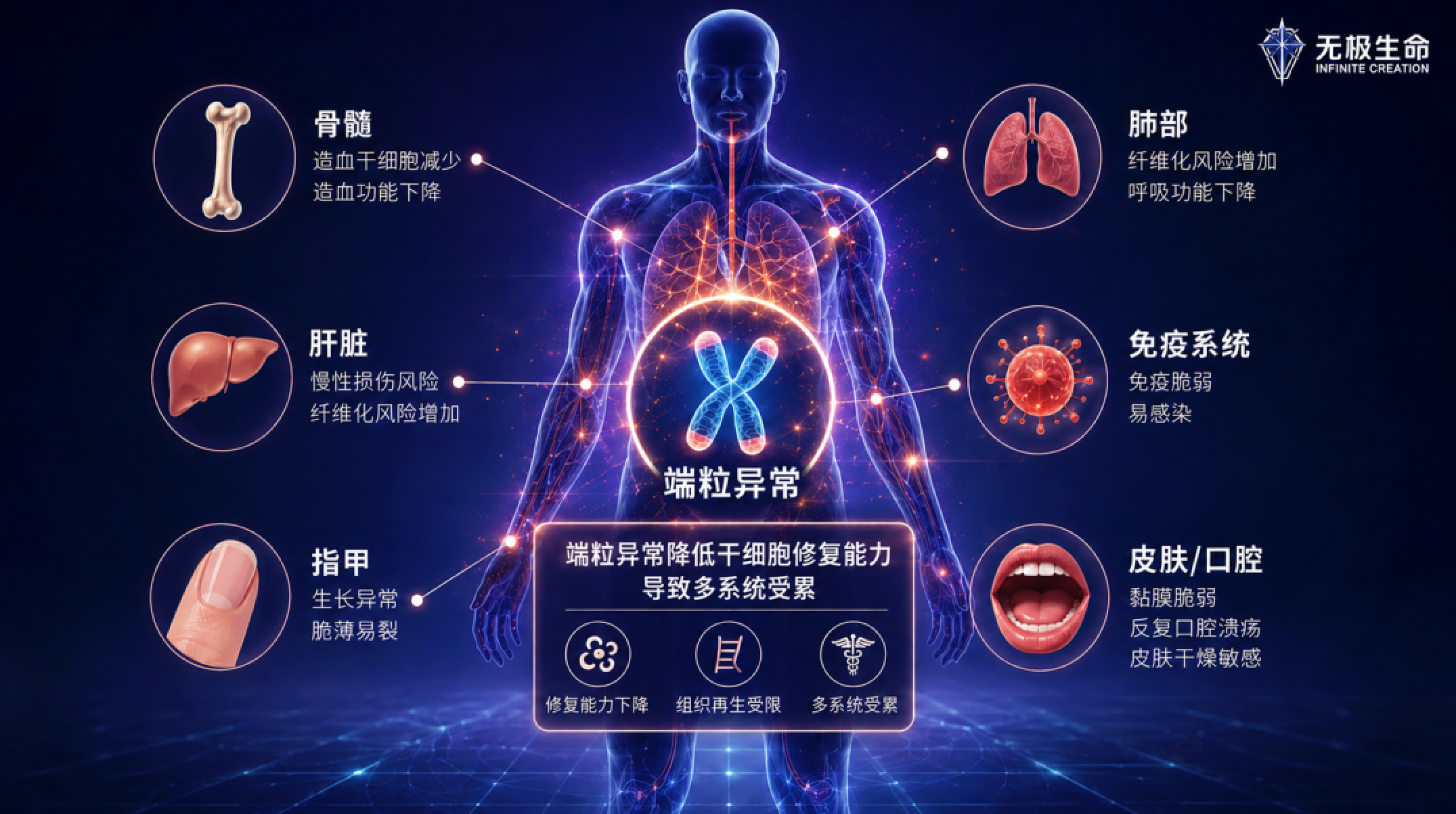 端粒异常与多系统受累示意图